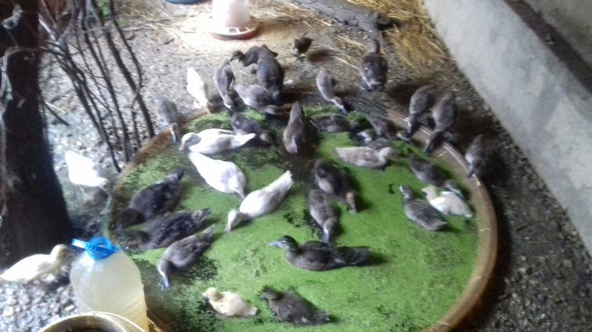 Image 2017-09-14 at 17.08.00 - Tineret - bobocei 2017