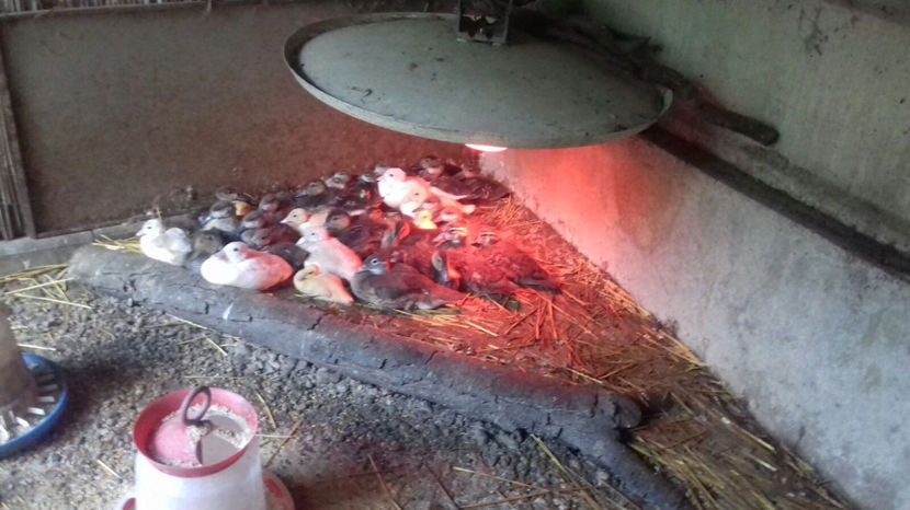 Image 2017-09-14 at 17.09.16 - Tineret - bobocei 2017