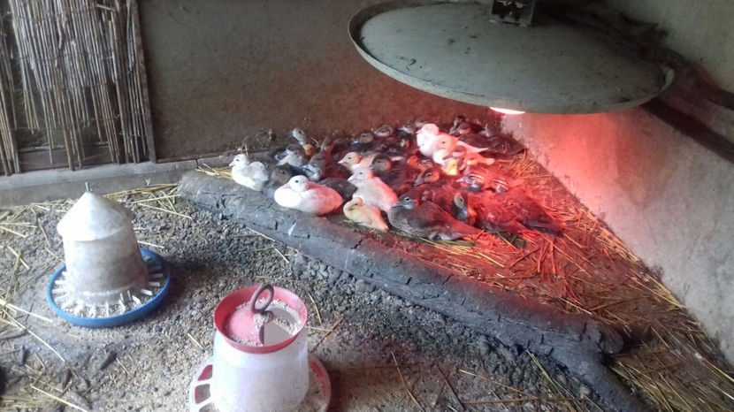 Image 2017-09-14 at 17.09.40 - Tineret - bobocei 2017