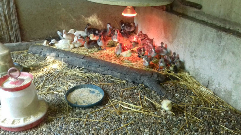 Image 2017-09-14 at 17.14.44 - Tineret - bobocei 2017