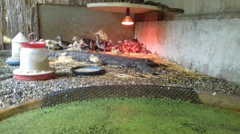 Image 2017-09-14 at 17.15.29 - Tineret - bobocei 2017