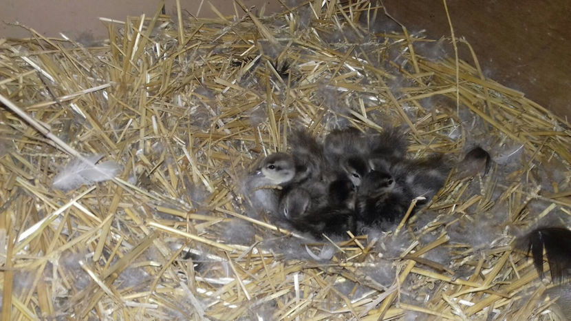 Image 2017-09-14 at 17.22.12 - Tineret - bobocei 2017