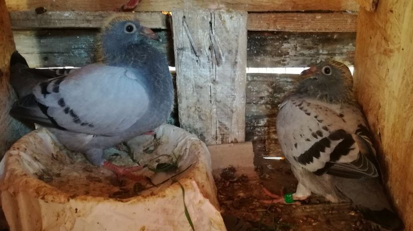  - 2017-Matca pentru 2018