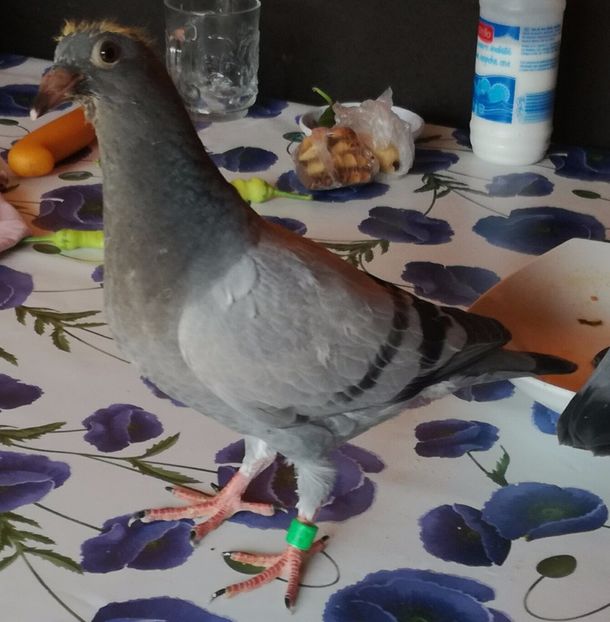  - 2017-Matca pentru 2018