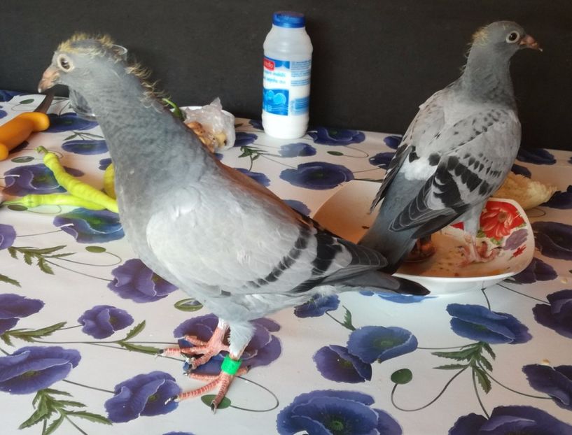  - 2017-Matca pentru 2018