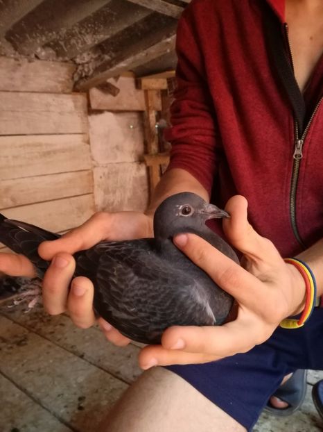  - 2017-Matca pentru 2018