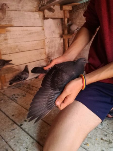  - 2017-Matca pentru 2018