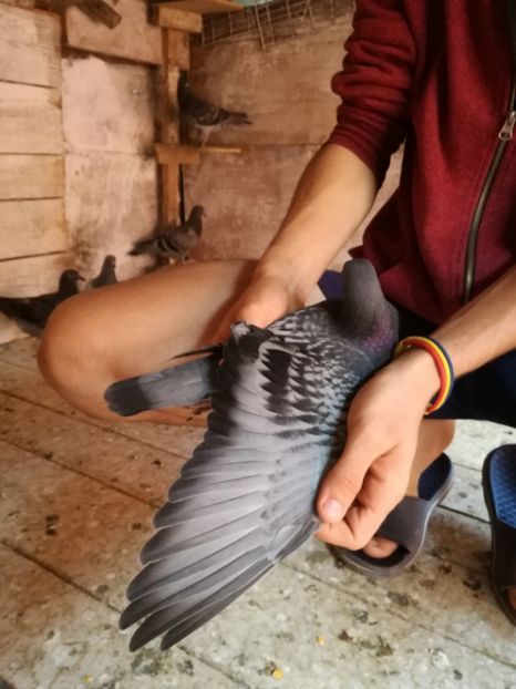  - 2017-Matca pentru 2018