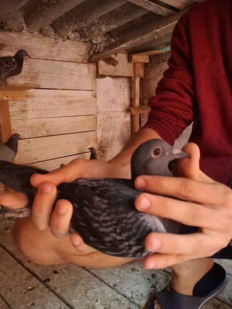  - 2017-Matca pentru 2018