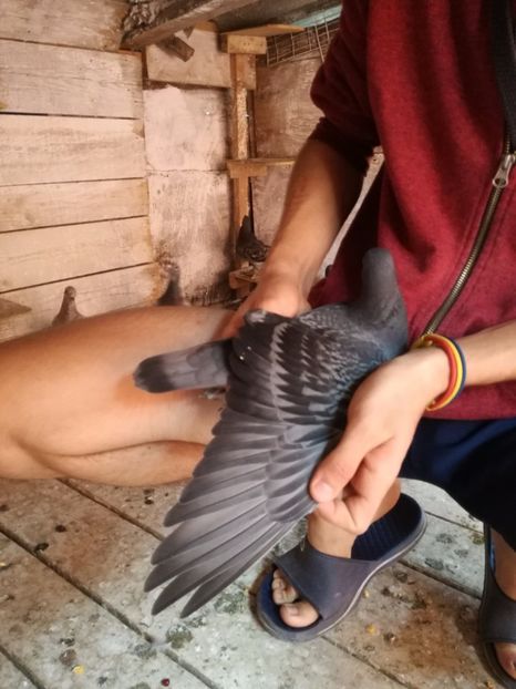  - 2017-Matca pentru 2018