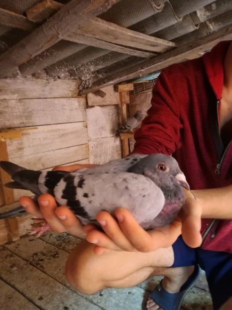  - 2017-Matca pentru 2018