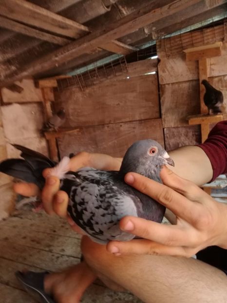  - 2017-Matca pentru 2018