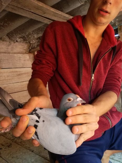  - 2017-Matca pentru 2018