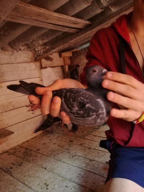  - 2017-Matca pentru 2018