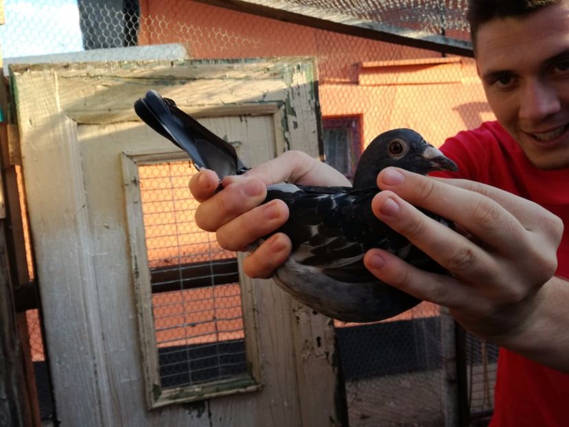  - 2017-Matca pentru 2018