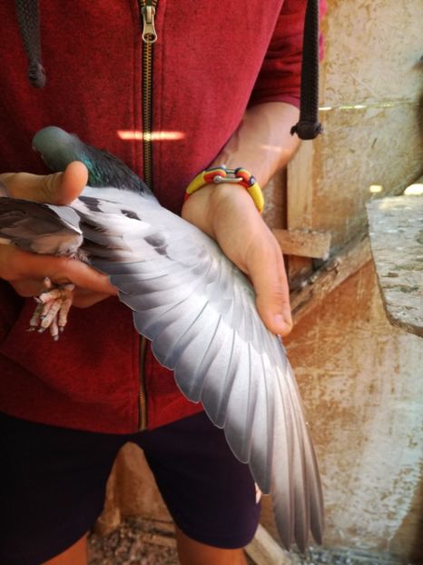  - 2017-Matca pentru 2018