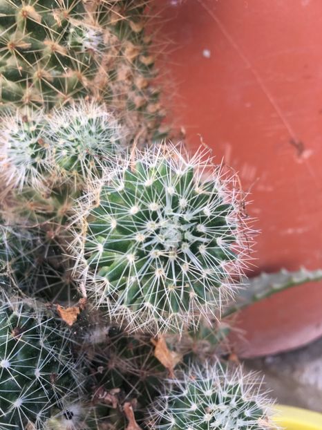 Nr 5-5 lei - De vanzare sept 2017