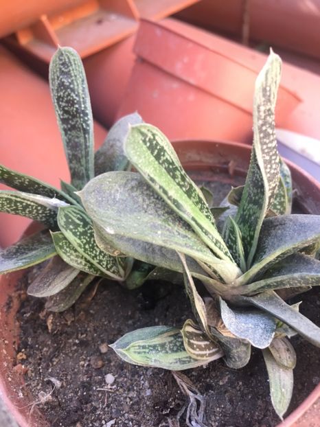  - De vanzare sept 2017