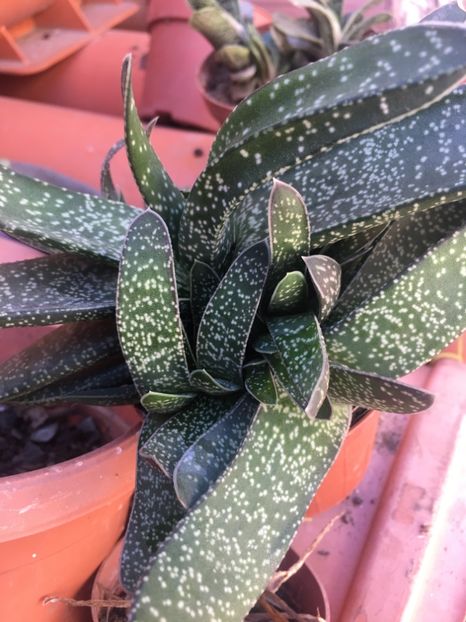  - De vanzare sept 2017