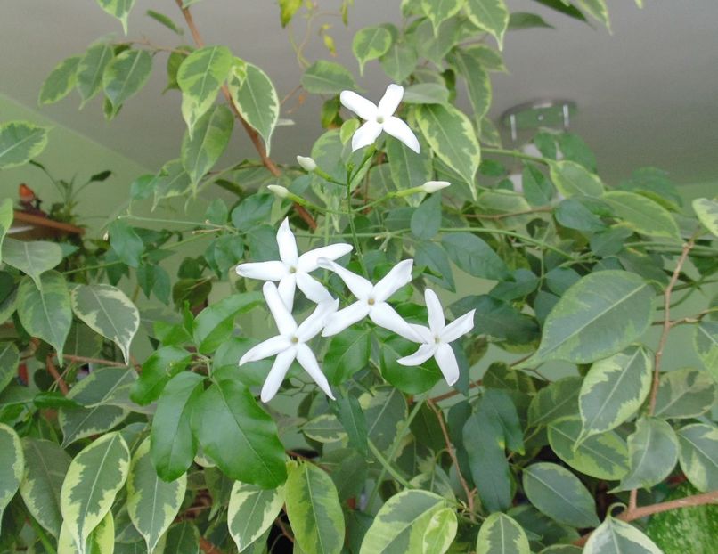 Flori de Jasminum azoricum - 00 - provizoriu