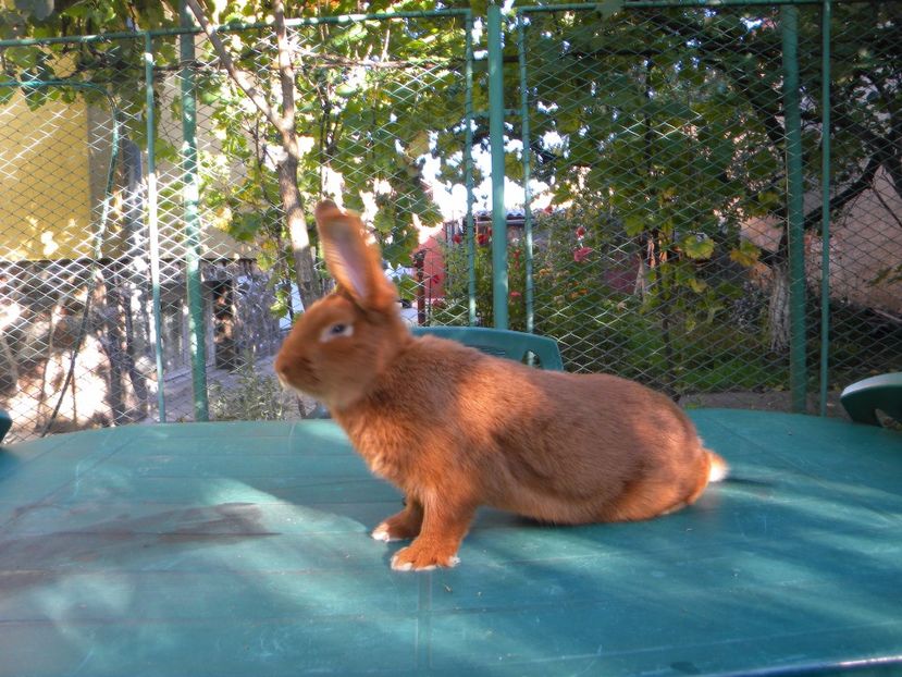  - Neozeelandez rosu Tineret 2017