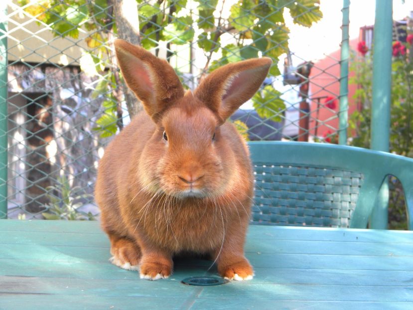  - Neozeelandez rosu Tineret 2017