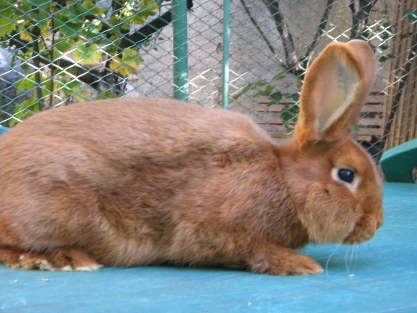  - Neozeelandez rosu Tineret 2017