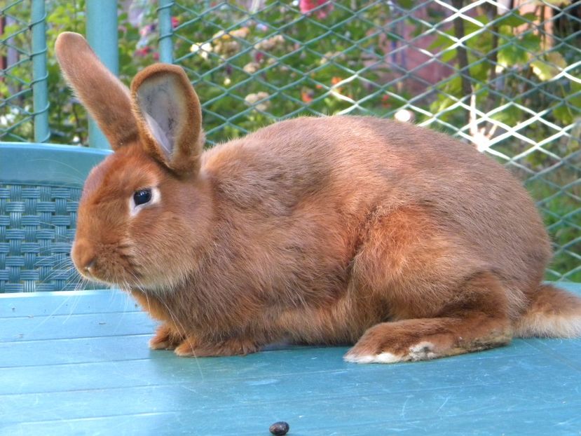  - Neozeelandez rosu Tineret 2017