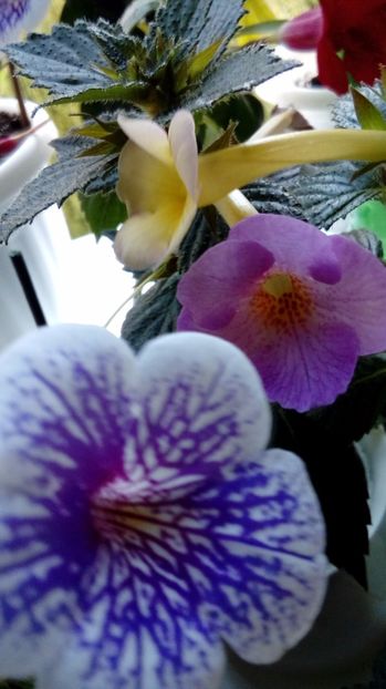 P_20170914_ - Achimenes