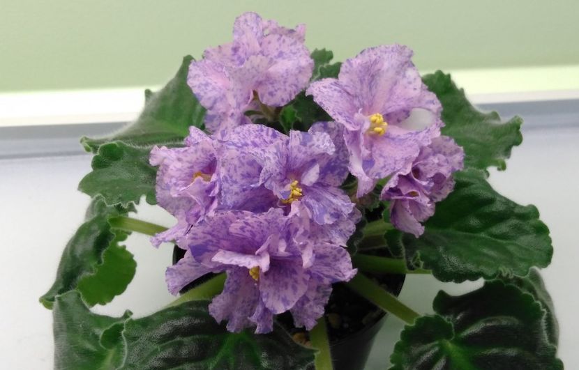 Flori violeta Le Pisanka - 1- DISPONIBILE - violete cu nume de catalog - de vanzare 2018