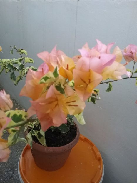 IMG_20150920_120716 - New Dawn