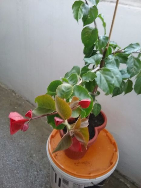  - Bougainvillea rosie-Don Mario