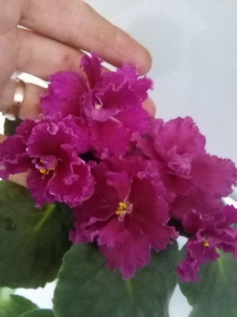 Amadeus - 1-A-Violete 2017