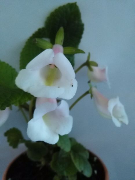 MGs Dragons Breath-Eumorpha - A-Flori 2017