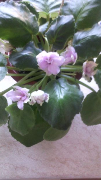 Le SAmara 13.09.0¹7 - Violete 2013---2020