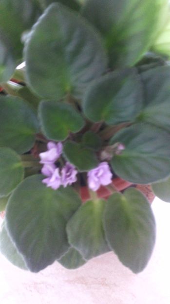  - Violete 2013---2020