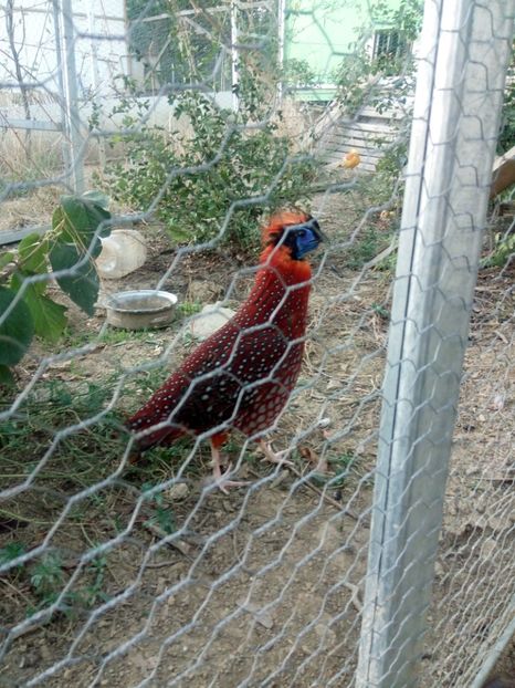  - Fazan Tragopan temmnick