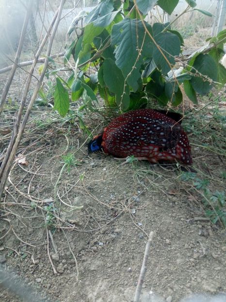  - Fazan Tragopan temmnick