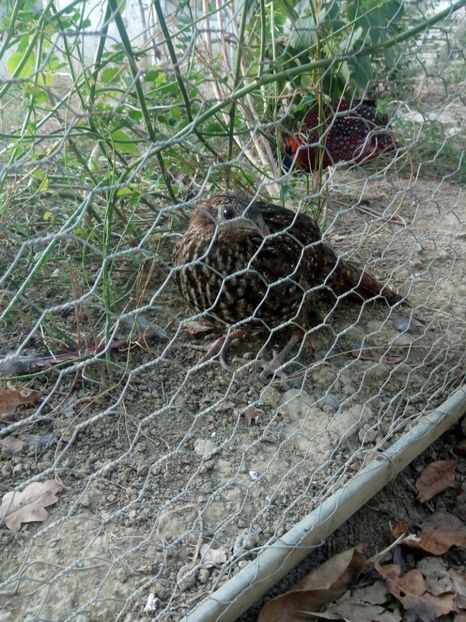  - Fazan Tragopan temmnick