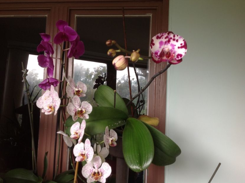  - Orhidee 2017 August
