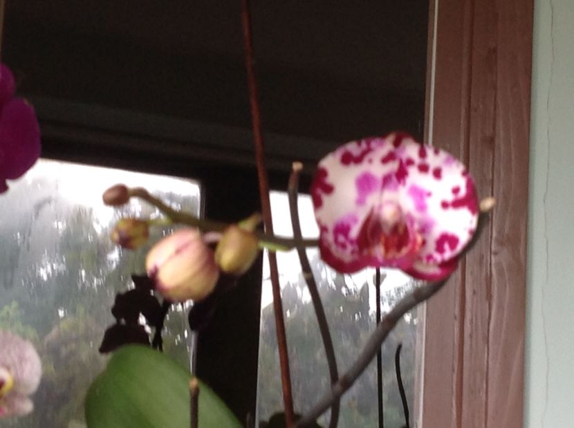  - Orhidee 2017 August