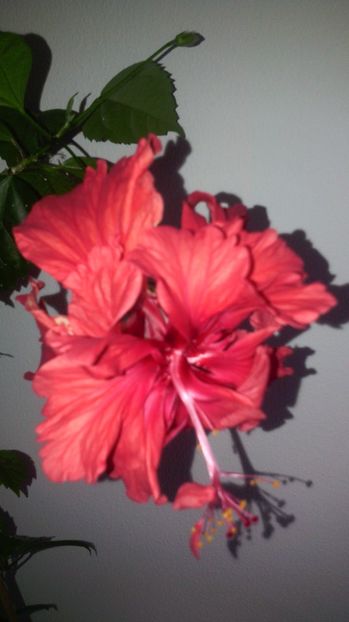 El capit. - HIBISCUS-2017