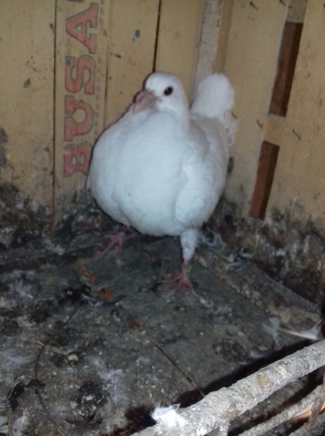 Pui 2017 - Voiajori 2015-2022