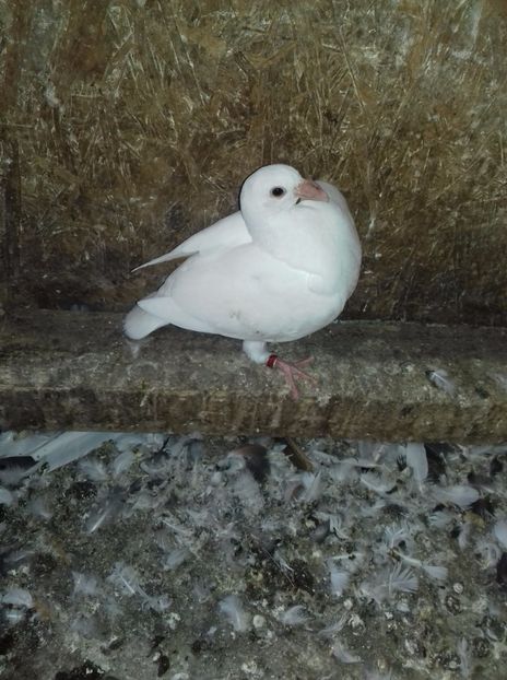 2017 - Voiajori 2015-2022