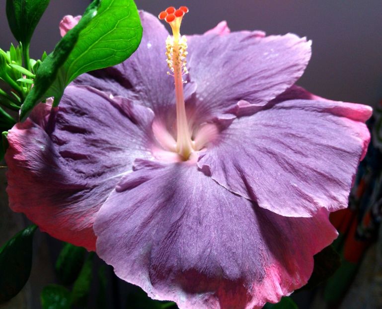  - Moorea My Blue Pearl