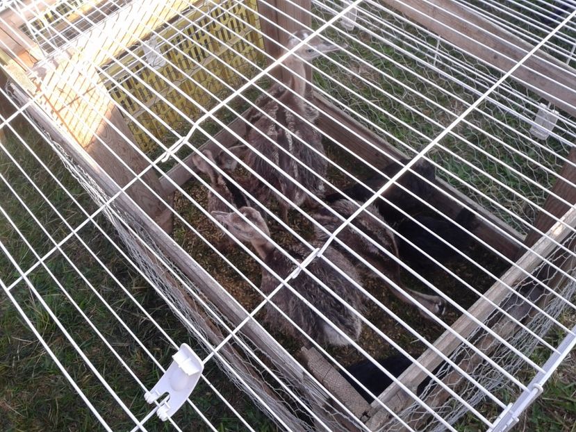 Fotografie0100 - 23---targ monor 10 09 2017