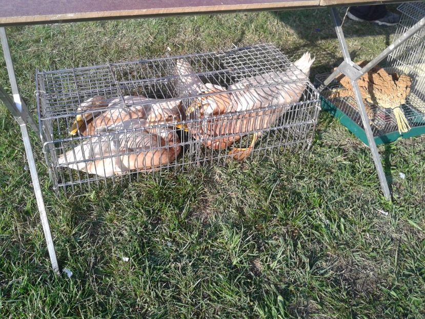 Fotografie0101 - 23---targ monor 10 09 2017