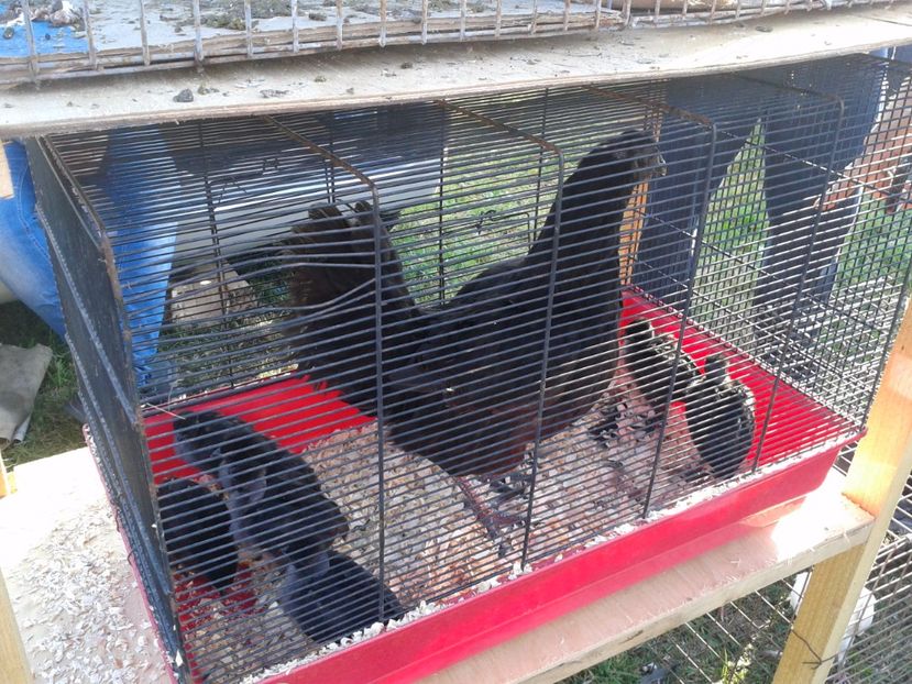 Fotografie0103 - 23---targ monor 10 09 2017