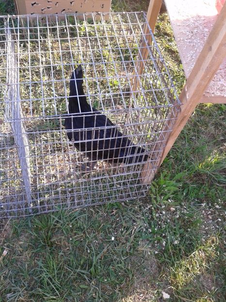 Fotografie0104 - 23---targ monor 10 09 2017