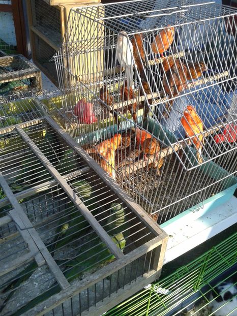 Fotografie0105 - 23---targ monor 10 09 2017